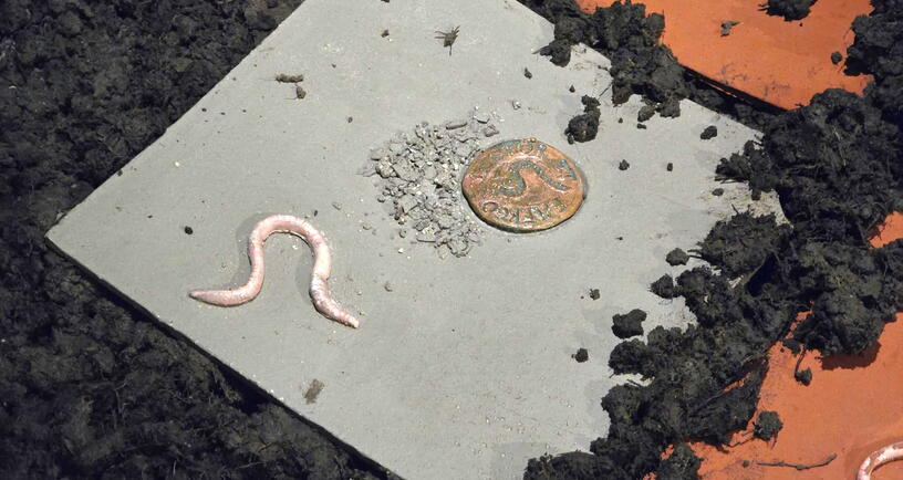 Keramiek van een regenworm bij de tentoonstelling Bodemwoeler Diepgraver
