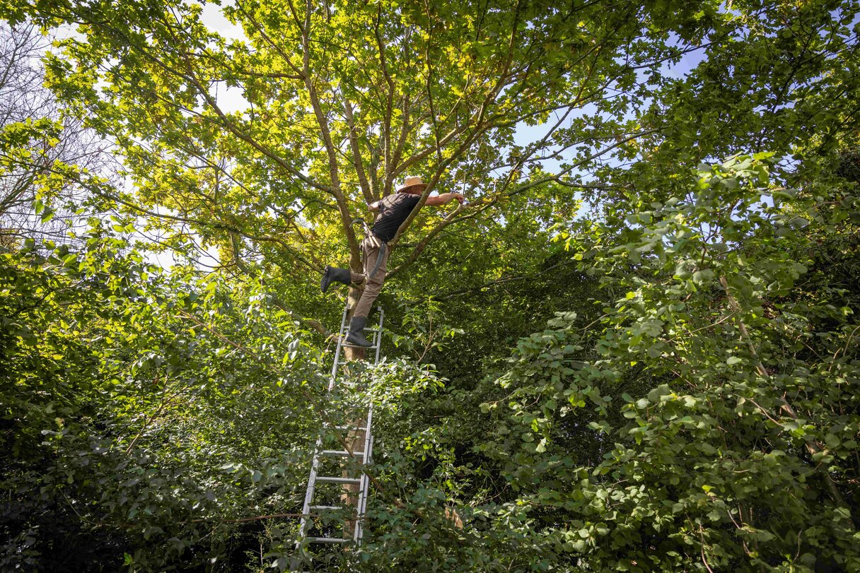 Experimenteel Groenkunstproject zomersnoei Creative City Boost