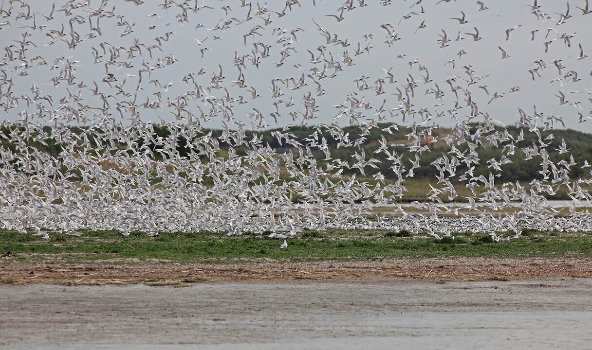 Waterdunen vogels 2022