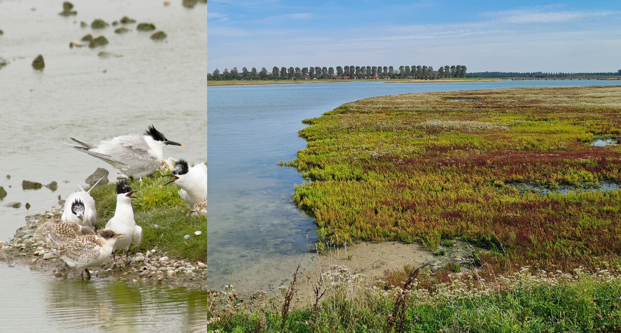 Collage bestaat uit twee foto’s. Op de foto links zijn de vogels en rechts de getijdenatuur.