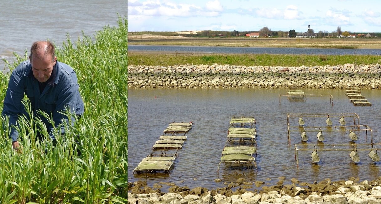 Waterdunen zilte teelt collage met twee foto's. Links zilte groenten en rechts de kweek van Oesters