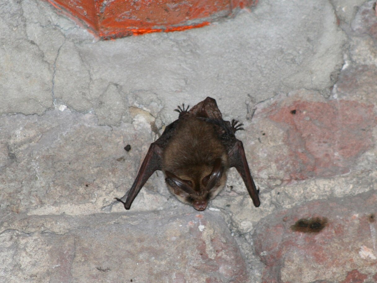 grootoorvleermuis
