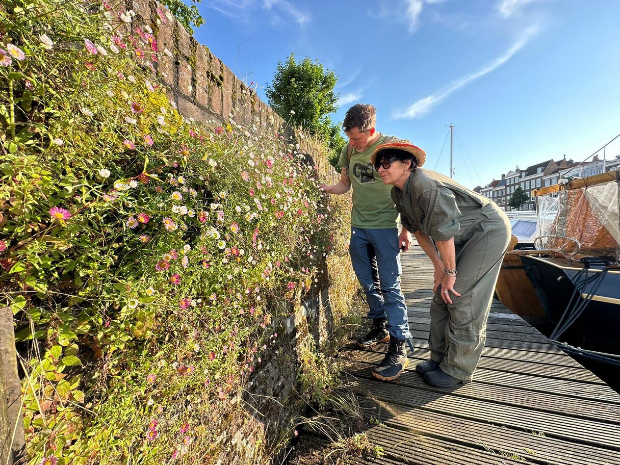 Frédérique Spigt bekijkt de diverse zeldzame planten op de kademuren in Middelburg. Beeld Omroep Zeeland