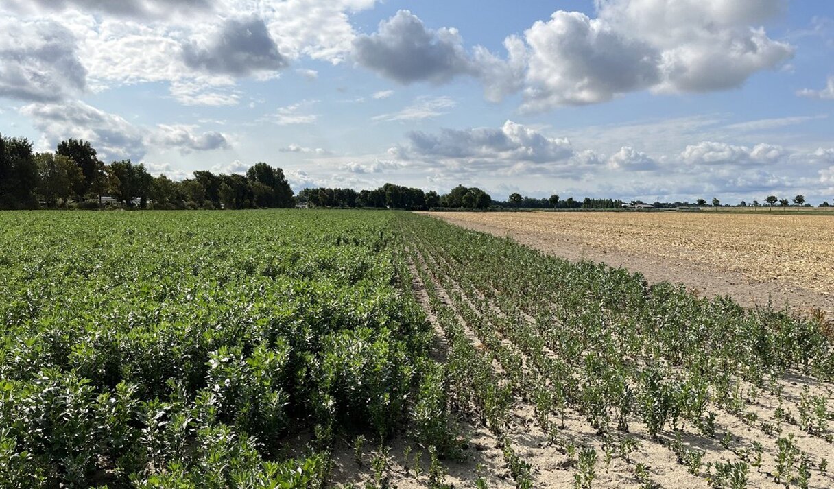 Veld met veldbonen. Mét en zonder druppelirrigatie.
