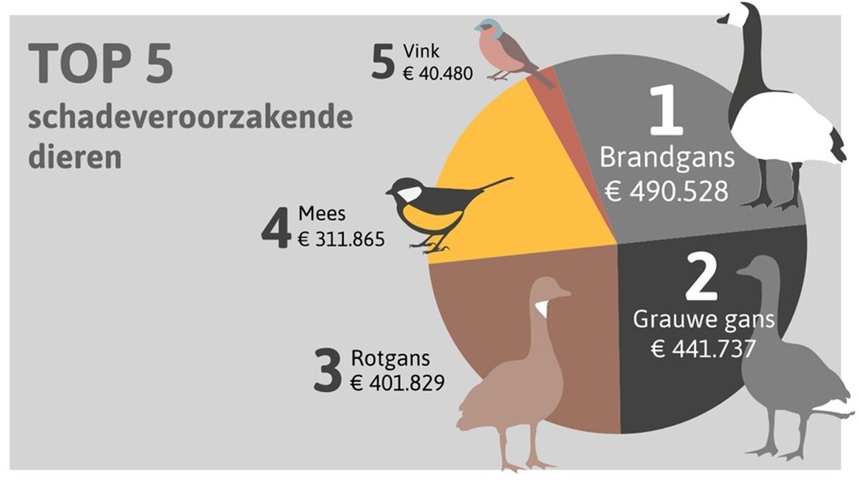 Top 5 schadeveroorzakende dieren: 1. Brandgans (490.528 euro), 2. Grauwe gans (441.737 euro), 3. Rotgans (401.829 euro), 4. Mees (311.865 euro) en 5. Vink (40.480 euro)