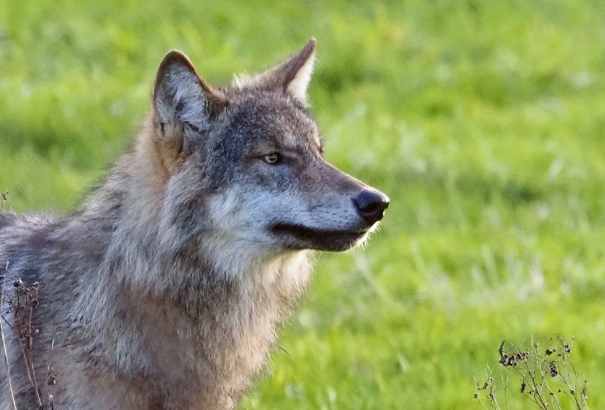 Wolf, foto Hans Dekker