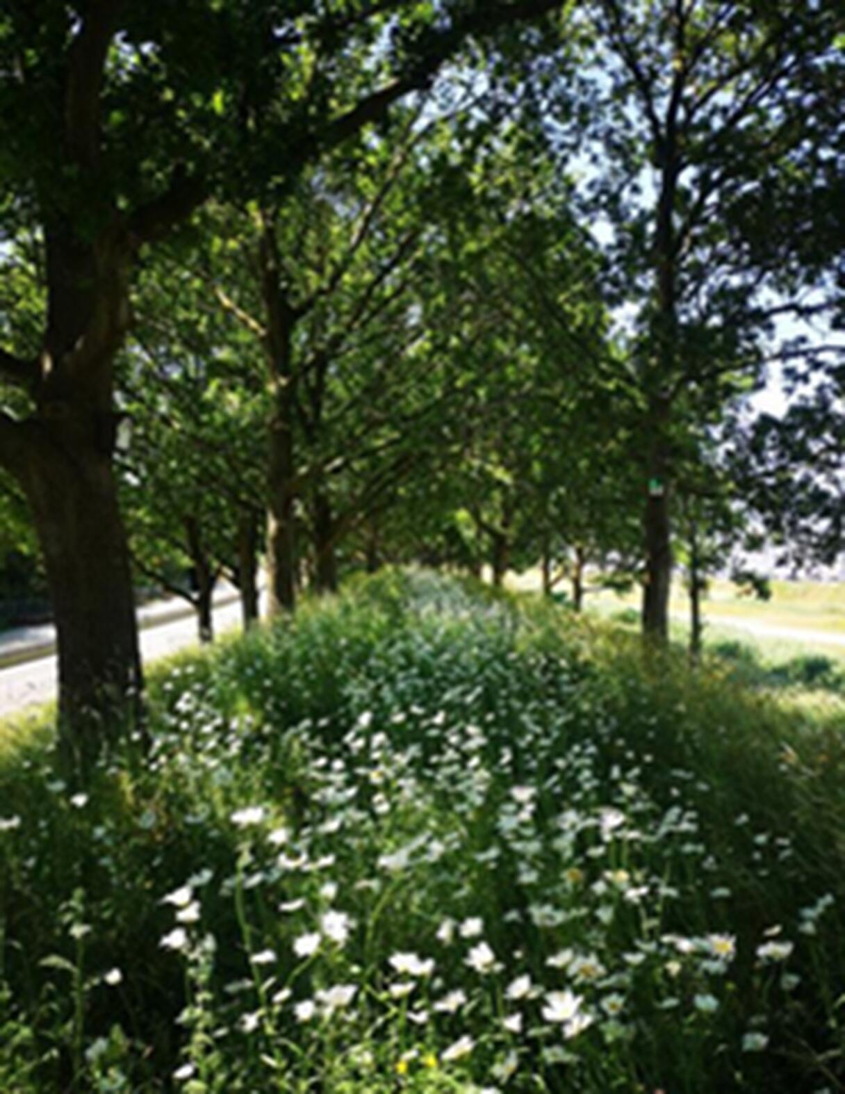 Dijk bij Tholen langs de N656