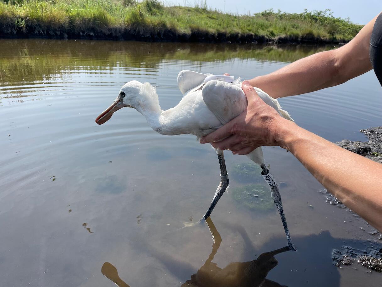 Lepelaar Jonas. Beeld: Nationaal Park Oosterschelde