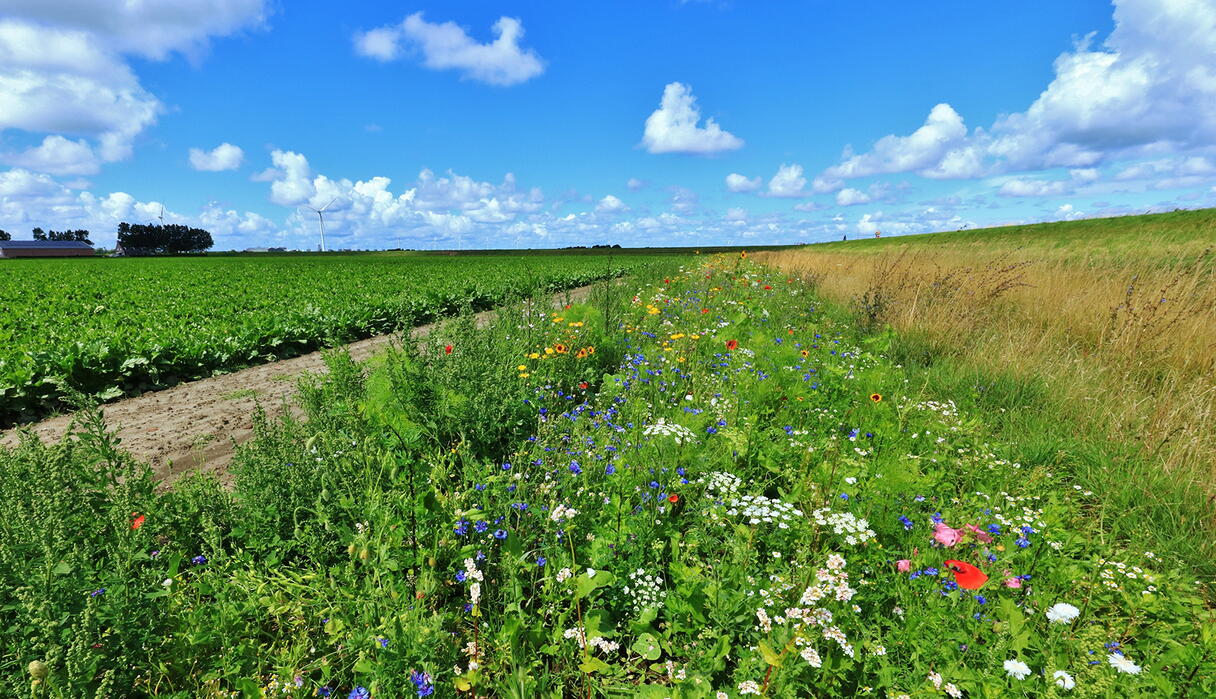 Akkerranden