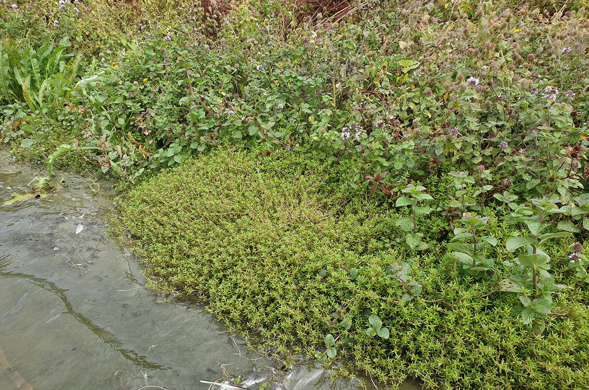 Watercrassula