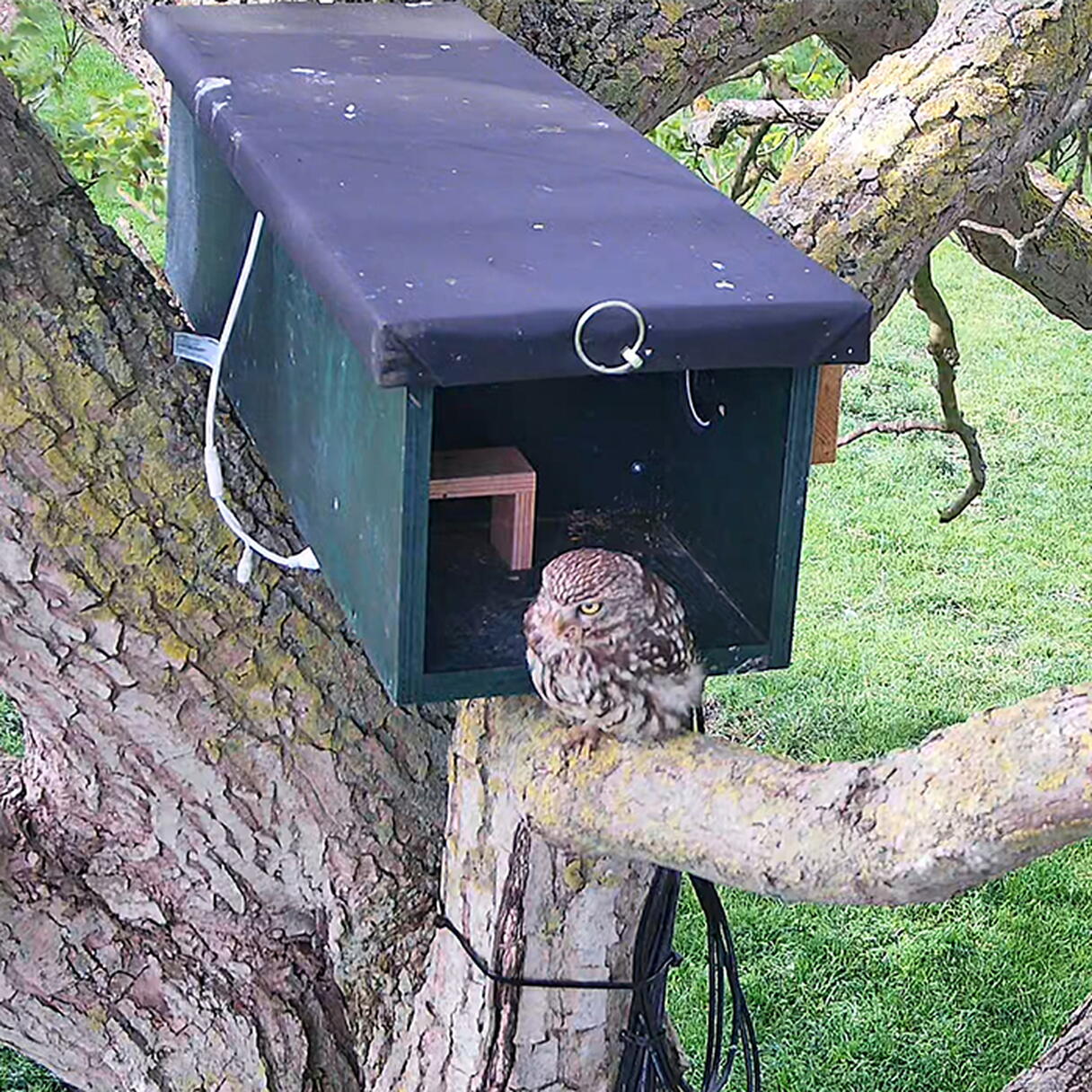 Steenuil in webcamnestkast. Beeld: Stone