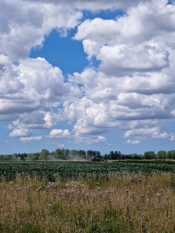 Zeeuws landschap. Prachtige wolkenlucht. Een agrariër is aan het werk op zijn land.
