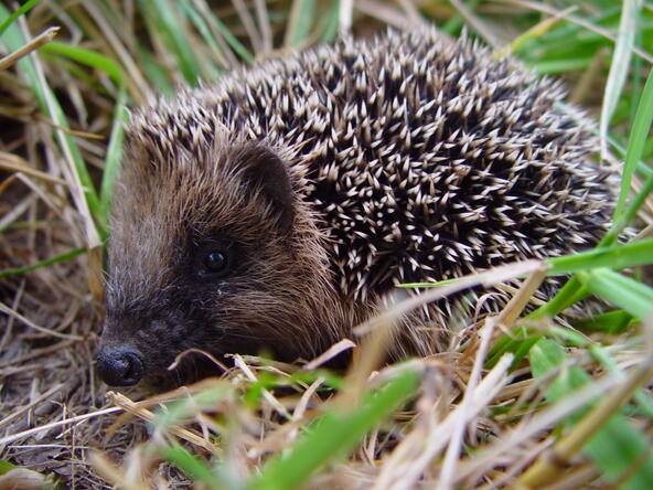egel