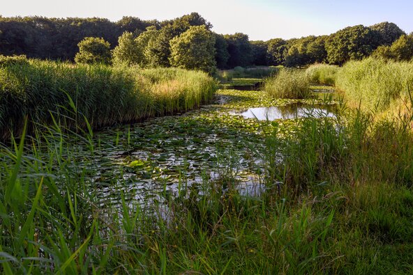 Water vol waterlelies in natuurgebied de Manteling