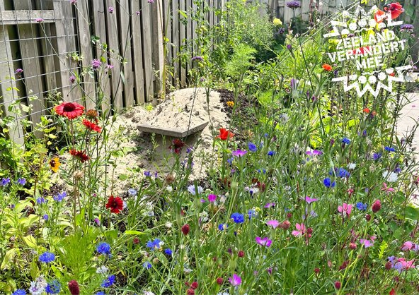 Een foto van een tuin met bloeiende wilde bloemen in allerlei kleuren