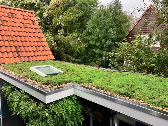Groen dak van Jenny Heijstek uit Middelburg. Ze maakte gebruik van de subsidie van de Provincie Zeeland.