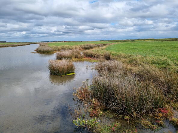 De natuur bij de Middelplaten Veerse Meer.