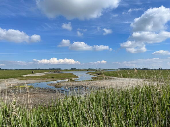 Paarden in de natuur bij de Middelplaten Veerse Meer.