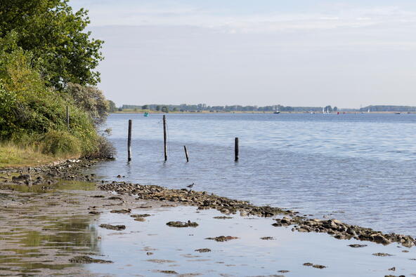 Groenpootruiter langs de oever van het Veerse Meer.