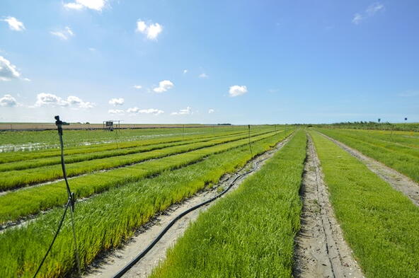 Zeekraal bij Landschapscamping De Heerlijkheid bij het Veerse Meer.