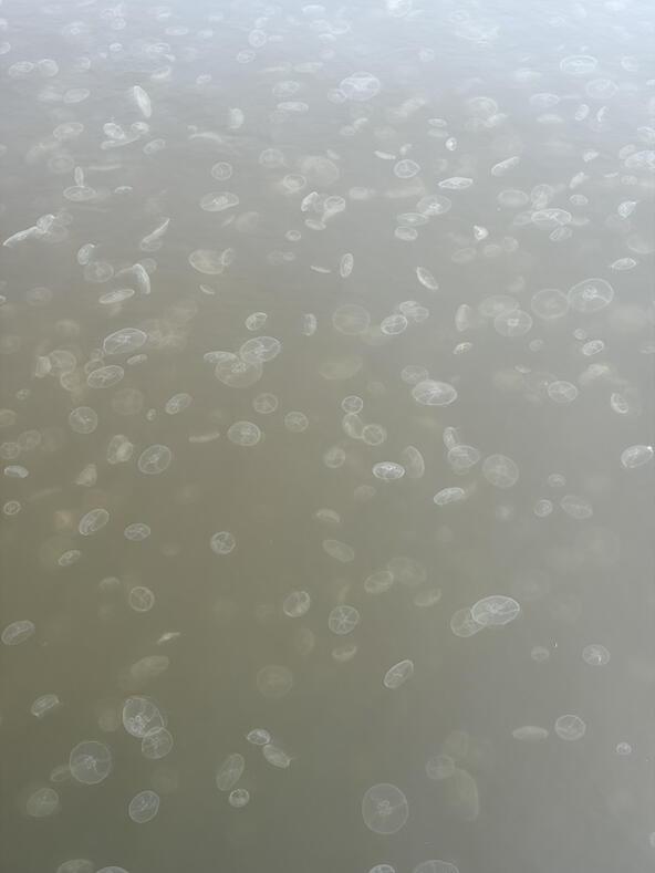 Kruiskwallen in het water bij de Veerse Gatdam bij het Veerse Meer.