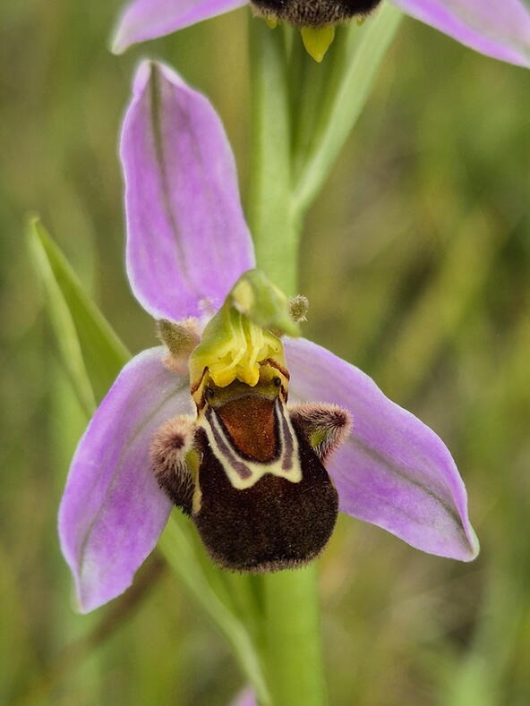 Wilde orchideeën op de graslanden rond het Veerse Meer in het voorjaar.